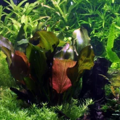 MUTTERPFLANZE Kleine Rote Schwertpflanze / Echinodorus Reni -Hobby Verkäufe 10018BL 1 2