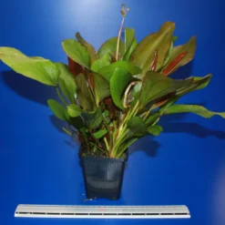 MUTTERPFLANZE Kleine Rote Schwertpflanze / Echinodorus Reni -Hobby Verkäufe 10018BL 1 4