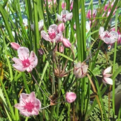 Schwanenblume - Blumenbinse / Butomus Umballatus Im 9x9 Cm Topf -Hobby Verkäufe 1010AA 1 2