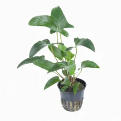 Dreieckiges Speerblatt / Anubias Gracilis -Hobby Verkäufe 101D T 1 4