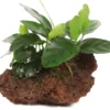 Kleiner Lavastein Mit Zwergspeerblatt / Anubias Nana Auf Lavastein - Gr. S -Hobby Verkäufe 101YLS T 1 4