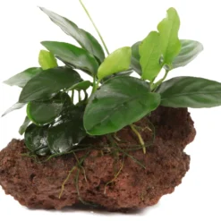 Kleiner Lavastein Mit Zwergspeerblatt / Anubias Nana Auf Lavastein - Gr. S