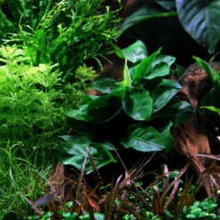 Titelseite -Hobby Verkäufe 101YLS T 1 6