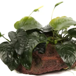 Lavastein Mit Großer Anubias / Anubias Barteri Auf Lavastein - Gr. XL