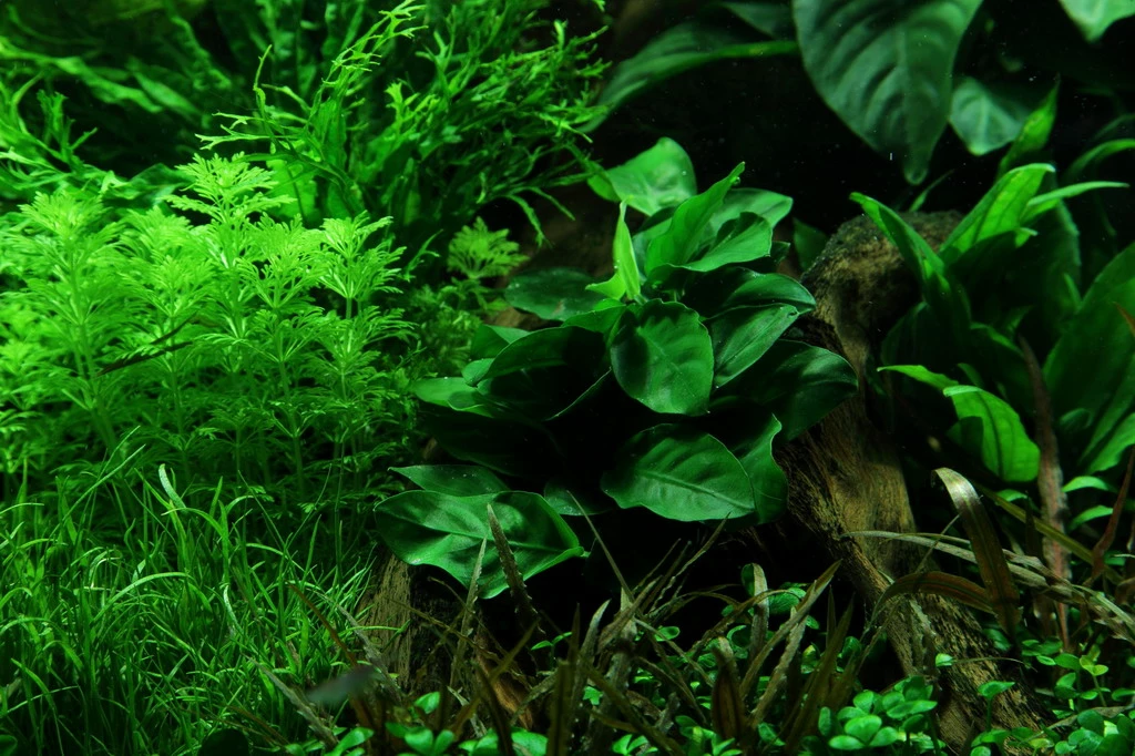 Wurzel+Saugnapf Mit Zwergspeerblatt / Anubias Nana Auf Wurzel+Sauger 3 Wurzel+Saugnapf Mit Zwergspeerblatt / Anubias Nana Auf Wurzel+Sauger