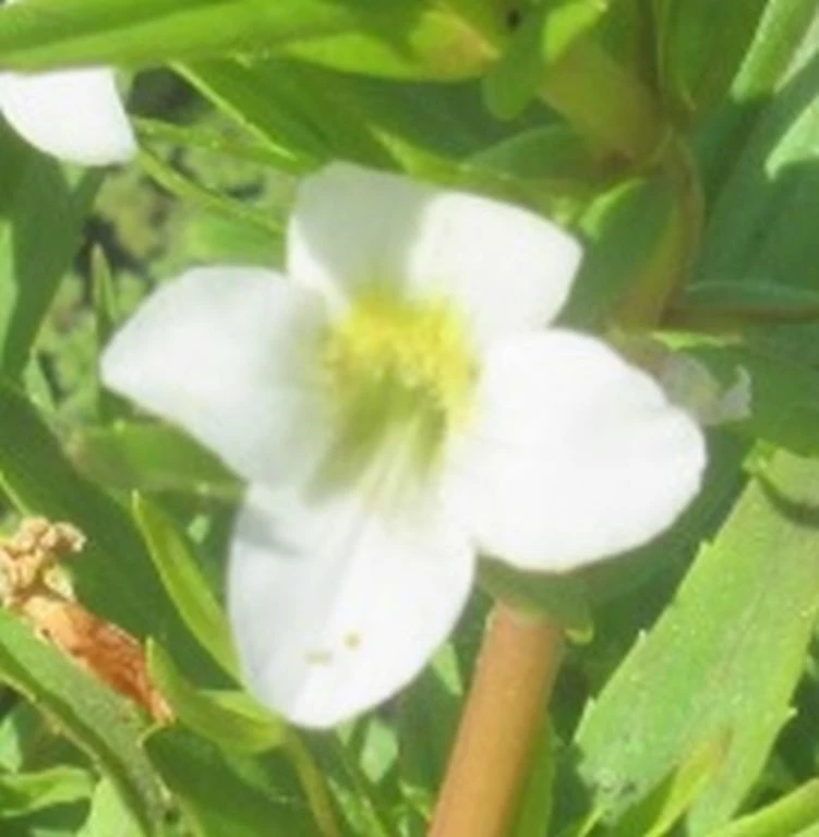 Gottesgnadenkraut / Gratiola Officinalis Im 9x9 Cm Topf 3 Gottesgnadenkraut / Gratiola Officinalis Im 9x9 Cm Topf