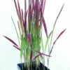 Japanisches Blutgras "Red Baron" / Imperata Cylindrica "Red Baron" Im 9 Cm Topf -Hobby Verkäufe 10320Mo 1 1