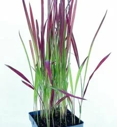 Japanisches Blutgras "Red Baron" / Imperata Cylindrica "Red Baron" Im 9 Cm Topf