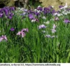 Japanische Sumpf-Schwertlilie / Iris Ensata Im 9x9 Cm Topf 1 Japanische Sumpf-Schwertlilie / Iris Ensata Im 9x9 Cm Topf -Hobby Verkäufe 1040AA 1 2