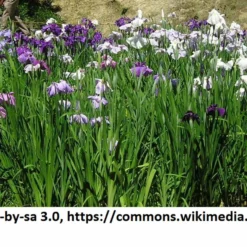 Japanische Sumpf-Schwertlilie / Iris Ensata Im 9x9 Cm Topf -Hobby Verkäufe 1040AA 1 4