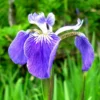 Alaska-Sumpfschwertlilie / Iris Setosa Im 9x9 Cm Topf -Hobby Verkäufe 1042AA 1 1