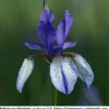 Sibirische Blaue Sumpfschwertlilie / Iris Sibirica 'Blau' Im 9x9 Cm Topf 2 Sibirische Blaue Sumpfschwertlilie / Iris Sibirica 'Blau' Im 9x9 Cm Topf -Hobby Verkäufe 1043AA 1 1