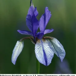 Sibirische Blaue Sumpfschwertlilie / Iris Sibirica 'Blau' Im 9x9 Cm Topf