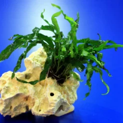 Lochstein Gr. S Mit Javafarn / Microsorum Pteropus Narrow Auf Künstlichem Mondstein