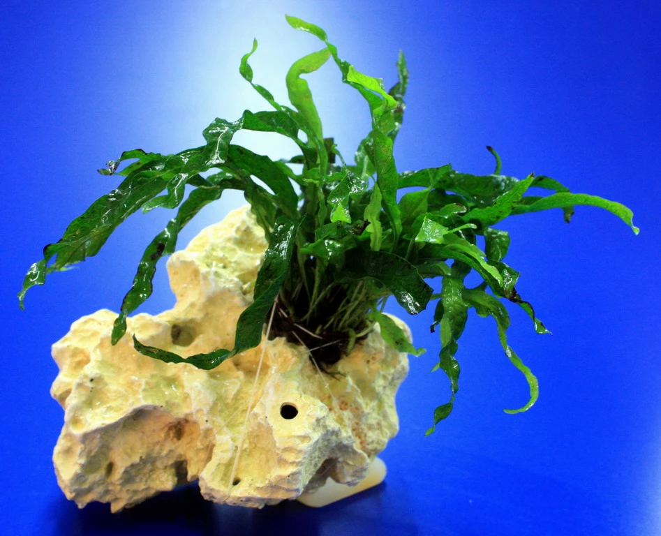 Lochstein Gr. S Mit Javafarn / Microsorum Pteropus Narrow Auf Künstlichem Mondstein 3 Lochstein Gr. S Mit Javafarn / Microsorum Pteropus Narrow Auf Künstlichem Mondstein