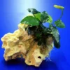 Lochstein Gr. S Mit Speerblatt / Anubias Nana Auf Künstlichem Mondstein -Hobby Verkäufe 104835 3wf 1 2