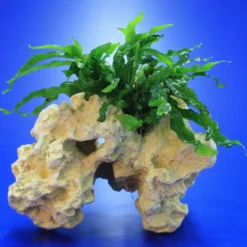 Lochstein Gr. M Mit Javafarn / Microsorum Pteropus Narrow Auf Künstlichem Mondstein