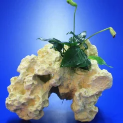 Lochstein Gr. M Mit Speerblatt / Anubias Nana Auf Künstlichem Mondstein