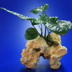 Lochstein Gr. M Mit Großer Anubias / Anubias Barteri Auf Künstlichem Mondstein