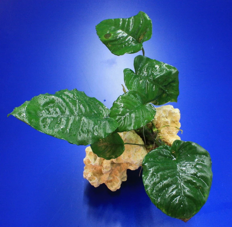 Lochstein Gr. M Mit Großer Anubias / Anubias Barteri Auf Künstlichem Mondstein 4 Lochstein Gr. M Mit Großer Anubias / Anubias Barteri Auf Künstlichem Mondstein – Bild 2