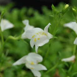 Weißes Himalaya-Löwenmäulchen / Mazus Reptans Alba 'Albus' Im 9x9 Cm Topf