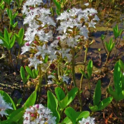 Fieberklee Oder Bitterklee / Menyanthes Trifiolata - Trifoliata Im 9x9 Cm Topf