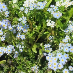 Sumpfvergißmeinnicht / Myosotis Palustris Im 9x9 Cm Topf