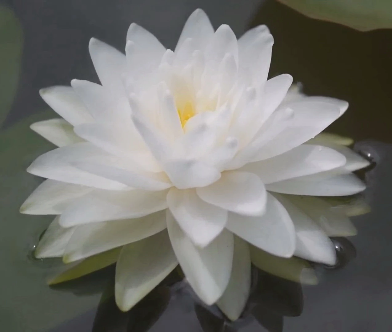 Gefüllte Weiße Seerose / Nymphaea "Perry's Double White" *Rarität* 3 Gefüllte Weiße Seerose / Nymphaea "Perry's Double White" *Rarität*