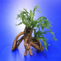 Windelov Javafarn-Mangrovenwurzel Mit Höhle / Mangrovenbaum Mit Microsorum Windelov