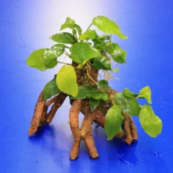 Goldene Speerblatt-Mangrovenwurzel Mit Höhle / Mangrovenbaum Mit Anubia Nana GOLD