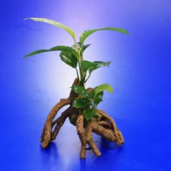 Verschiedenblättriges Speerblatt-Mangrovenwurzel Mit Höhle / Mangrovenbaum Mit Anubias Heterophylla