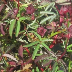 Sumpf-Blutauge, Fingerkraut / Potentilla Palustris Im 9x9 Cm Topf -Hobby Verkäufe 1085AA 1 2