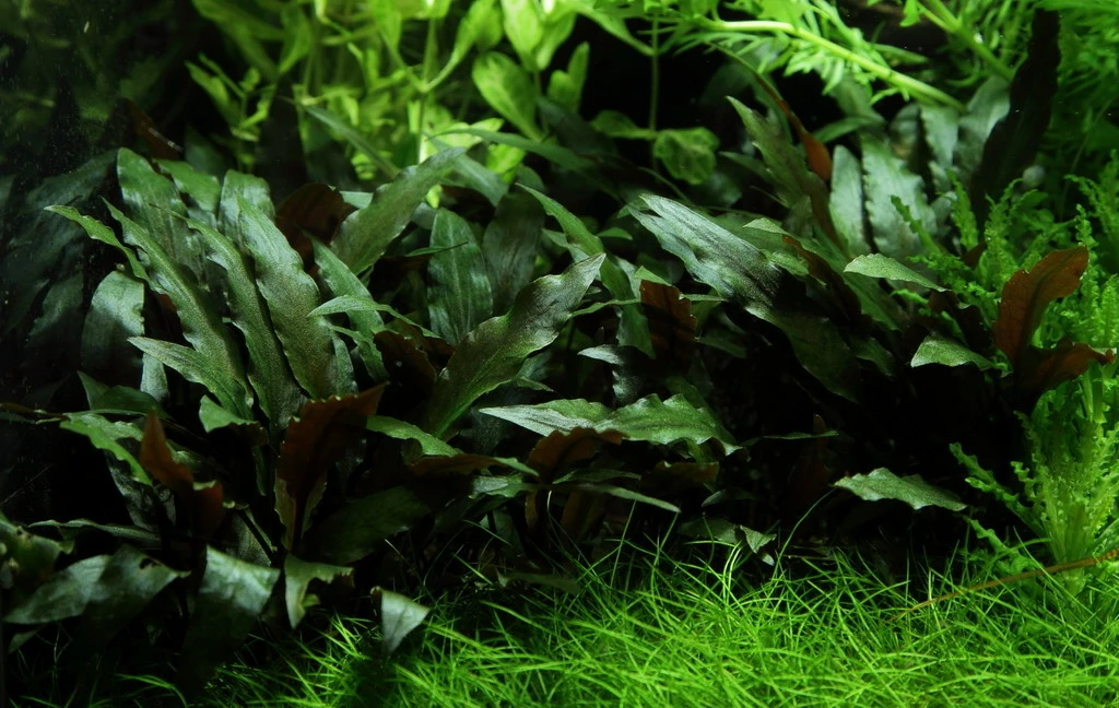 Lavastein Mit Petchs Wasserkelch / Cryptocoryne ''petchii'' Auf Lavastein 4 Lavastein Mit Petchs Wasserkelch / Cryptocoryne ''petchii'' Auf Lavastein – Bild 2