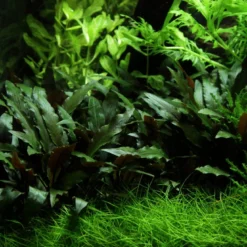 Lavastein Mit Petchs Wasserkelch / Cryptocoryne ''petchii'' Auf Lavastein 7 Lavastein Mit Petchs Wasserkelch / Cryptocoryne ''petchii'' Auf Lavastein -Hobby Verkäufe 108aYLS T 1 6