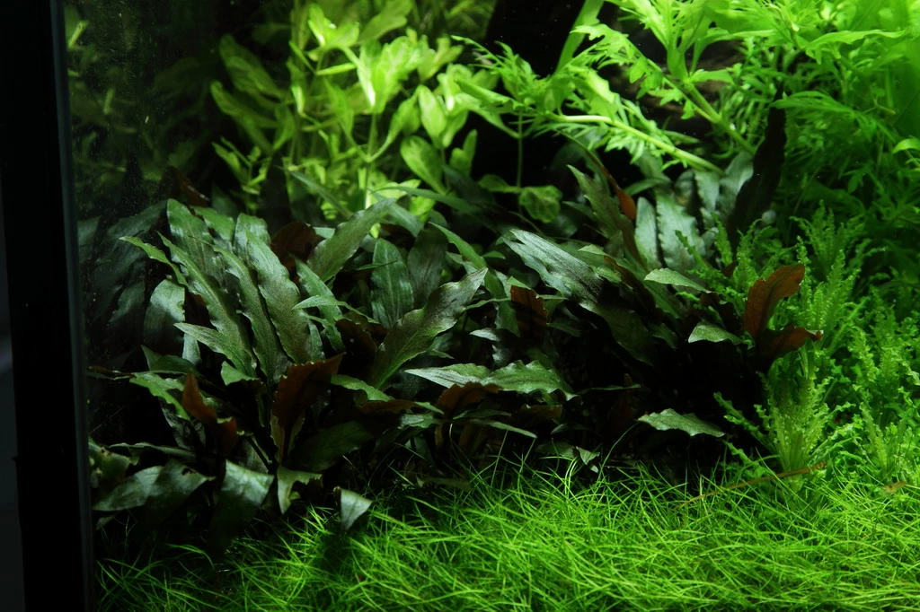 Lavastein Mit Petchs Wasserkelch / Cryptocoryne ''petchii'' Auf Lavastein 5 Lavastein Mit Petchs Wasserkelch / Cryptocoryne ''petchii'' Auf Lavastein – Bild 3