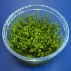 XL In-Vitro Sternmoos - Star Moss / Hyophila Involuta - Tortula Ruralis Im Großem 8 Cm Moos Cup
