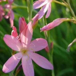 Rosa Sumpfgladiole / Schizostylis Coccinea 'Mrs Hegarty' Im 9x9 Cm Topf