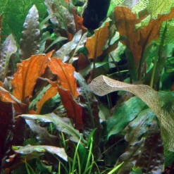 1-2-GROW! Grosser, Brauner Wasserkelch MiOya / Cryptocoryne Wendtii 'Mi Oya'