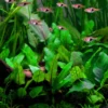 1-2-GROW! Grüner Wasserkelch / Cryptocoryne Wendtii "green" -Hobby Verkäufe 109TC T 1 1