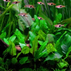 1-2-GROW! Grüner Wasserkelch / Cryptocoryne Wendtii "green"