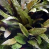 MUTTERPFLANZE Cryptocoryne Wendtii TROPICA -Hobby Verkäufe 109eXL T 1 1