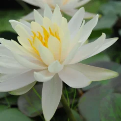 Weiße Seerose / Nymphaea 'Albatros' Im 11x11 Cm Topf