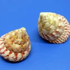 Rote Kreiselschnecke - Schneckenhaus - Ca. 6-8 Cm - Unikat