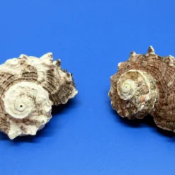 Rosa Radschnecke - Schneckenhaus - Ca. 5-6 Cm - Unikat