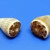 Feigenkegel-Schnecke - Schneckenhaus - Ca. 5-6 Cm - Unikat -Hobby Verkäufe 11042WF 1 1