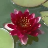 Kirschrote Zwergseerose / Nymphaea "Perry's Baby Red" *Rarität* -Hobby Verkäufe 1110wf 1
