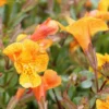 Kupfer-Gauklerblume (Orange) / Mimulus 'Orange Glow' Im 9x9 Cm Topf -Hobby Verkäufe 11200Wo 1 2