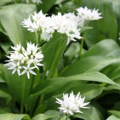 Bärlauch, Weiß - Wilder Knoblauch / Allium Ursinum Im 9x9 Cm Topf