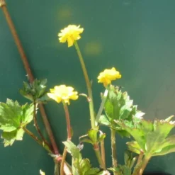 Gefüllter, Scharfer Hahnenfuß / Ranunculus Acris 'Multiplex' Im 9x9 Cm Topf -Hobby Verkäufe 11203Wo 1 2