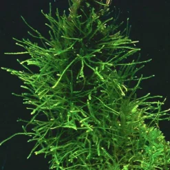 Dennerle Javamoos / Taxiphyllum Barbieri Auf Einer Moos-Matte (Pad)